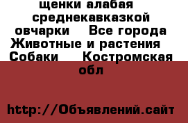 щенки алабая ( среднекавказкой овчарки) - Все города Животные и растения » Собаки   . Костромская обл.